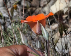 Calochortus kennedyi
