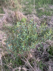 Hypericum nudiflorum