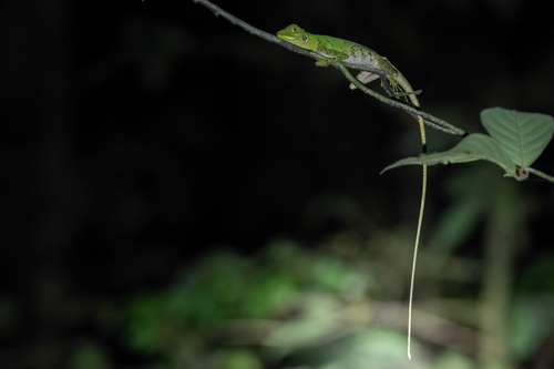 Hypsilurus modestus observed 2026-07-17