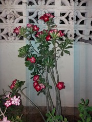 Adenium obesum