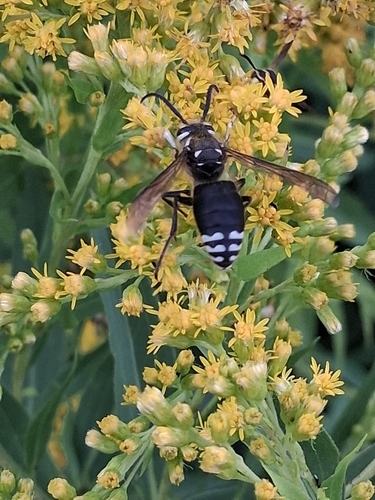 Bald-faced Hornet