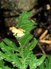Pristimantis altamnis