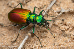 Cicindela scutellaris scutellaris