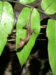 Gelanesaurus flavogularis