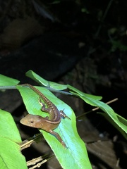 Gelanesaurus flavogularis