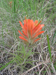Castilleja lindheimeri