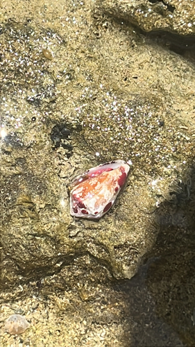 Conus regius observed 2026-09-04