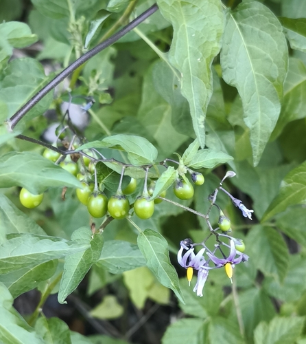 bittersweet nightshade