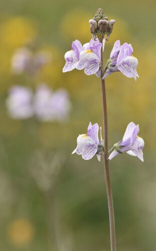 Pale Toadflax