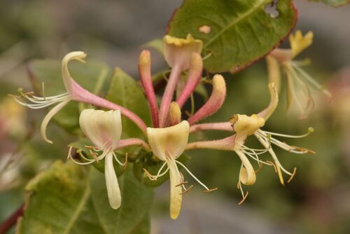 Common Honeysuckle