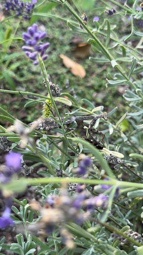 Carolina Mantis