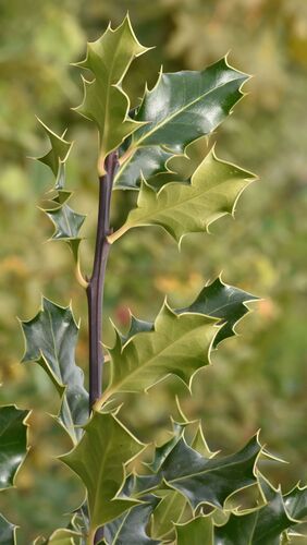European holly