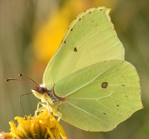Common Brimstone