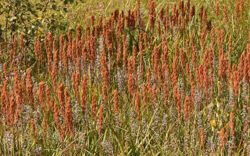 bog asphodel