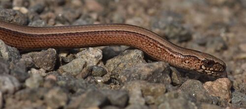 Common Slowworm