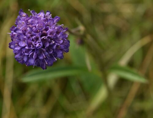 Devil's-bit Scabious