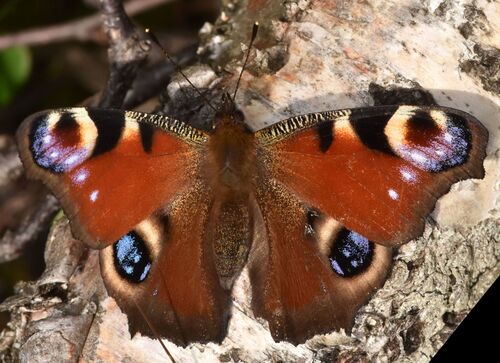 European Peacock Butterfly