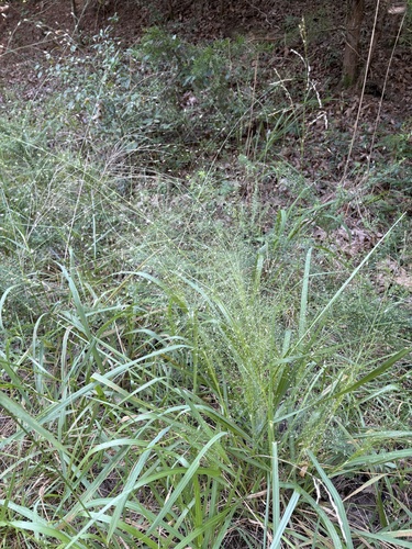 Eragrostis hirsuta, photograph 1