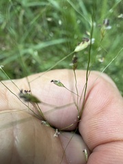 Eragrostis hirsuta, photograph author not stated, no rights reserved