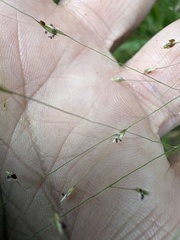 Eragrostis hirsuta, photograph author not stated, no rights reserved