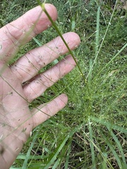 Eragrostis hirsuta, photograph author not stated, no rights reserved