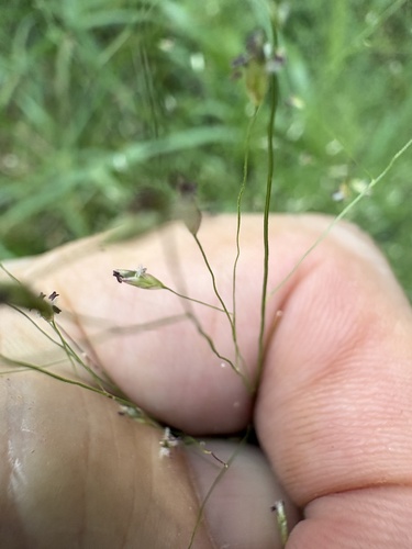 Eragrostis hirsuta, photograph 5