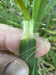 Eragrostis hirsuta, photograph author not stated, no rights reserved