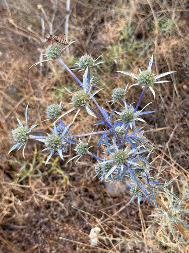 Amethyst eryngo (Eryngium amethystinum)