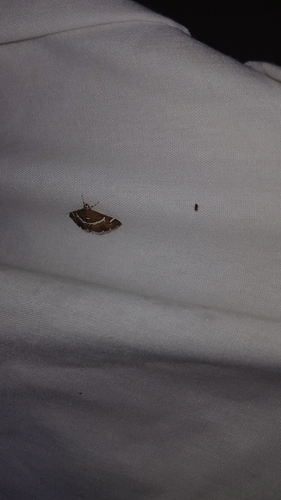 Hawaiian Beet Webworm Moth