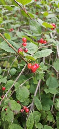 squashberry