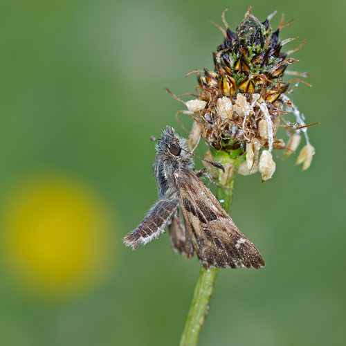 Mallow Skipper