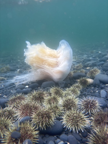 Pacific Lion's Mane Jelly