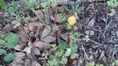 Malvastrum aurantiacum