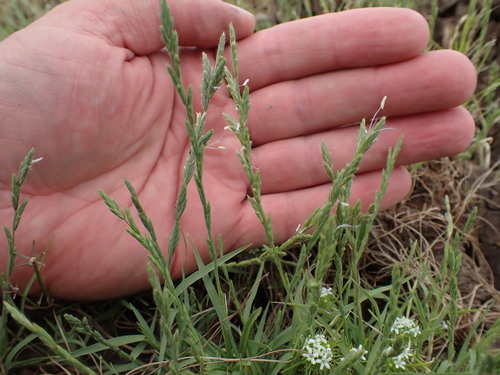 Image of Orcuttia tenuis by no rights reserved