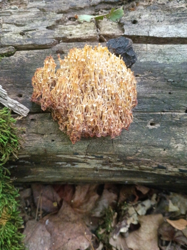 crown-tipped coral fungus