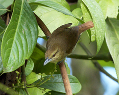 Thamnistes anabatinus