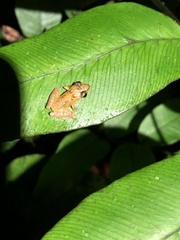 Pristimantis altamnis
