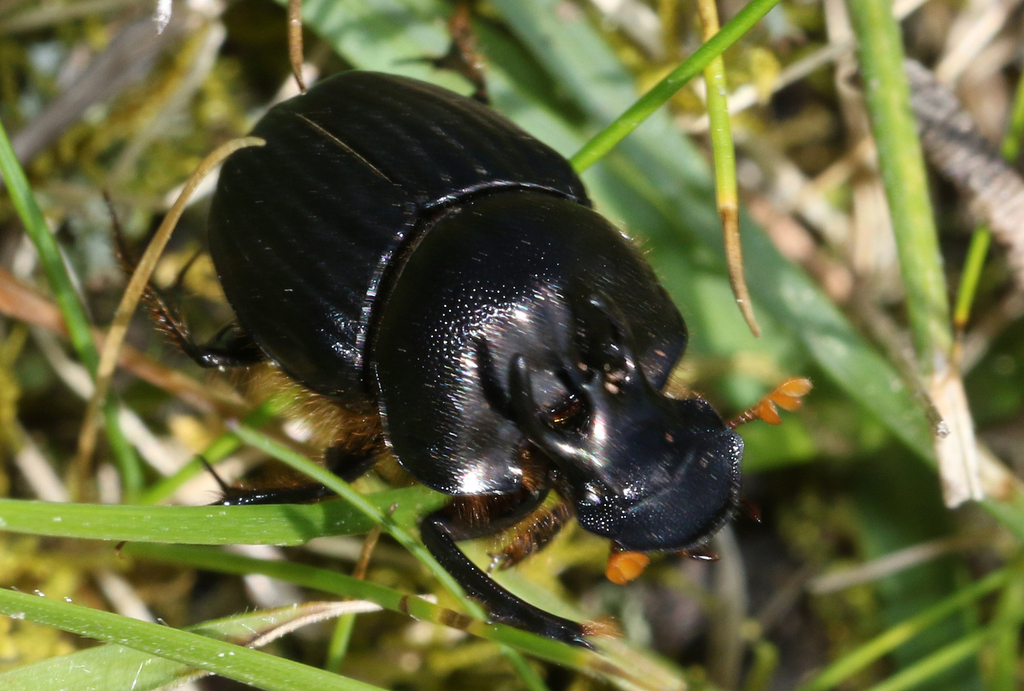 Onthophagus hoplocerus