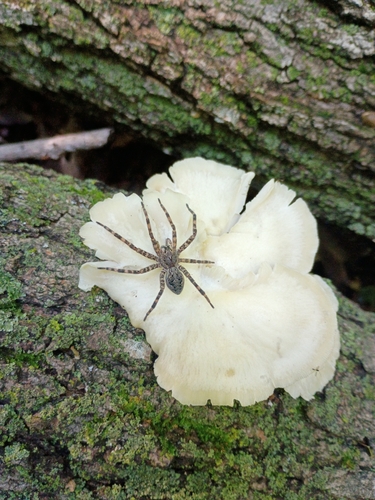 Dark Fishing Spider