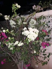 Bougainvillea