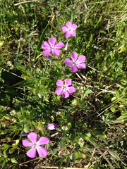 Phlox cuspidata
