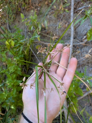 Cyperus ochraceus observed 2026-09-01