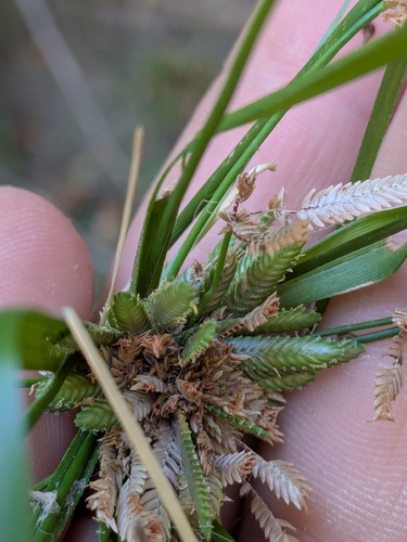 Cyperus ochraceus, photograph 2