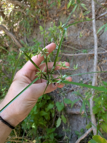 Cyperus ochraceus, photograph 3