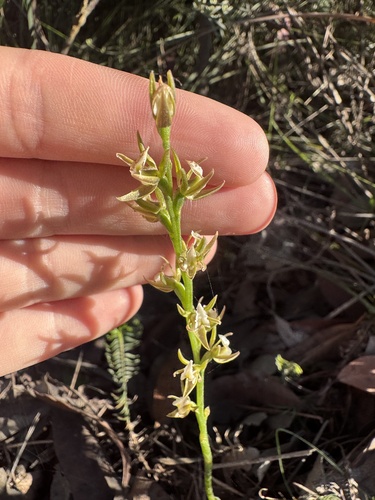 Prasophyllum patens observed 2026-09-05