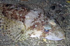 Celebes Flathead photo 1