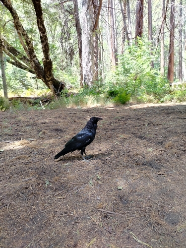 iNaturalist observation photo of Common Raven
