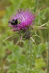 Heliothodes diminutiva