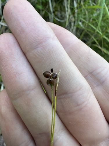 Carex alba observed 2026-09-04