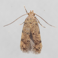 Autostichidae